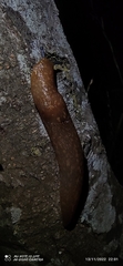 Limacus