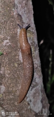 Limacus