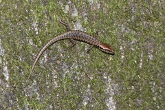 Concinnia tenuis