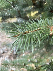 Abies bracteata