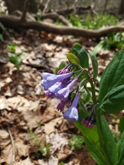 Mertensia virginica