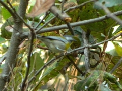 Oreothlypis superciliosa