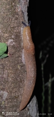 Limacus