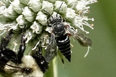 Coelioxys sayi