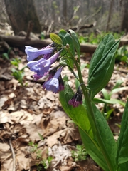 Mertensia virginica