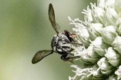 Coelioxys sayi