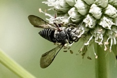 Coelioxys sayi