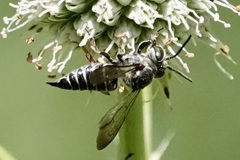 Coelioxys sayi