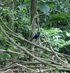 Tachyphonus coronatus