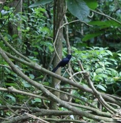 Tachyphonus coronatus