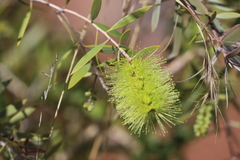 Melaleuca nervosa