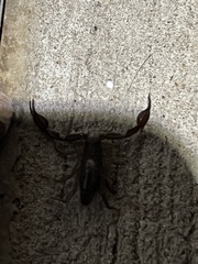 Pseudouroctonus reddelli