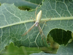 Argiope protensa