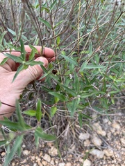Wedelia acapulcensis