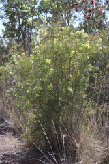 Melaleuca nervosa