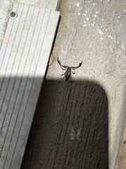 Pseudouroctonus reddelli