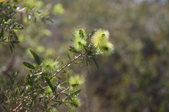 Melaleuca nervosa