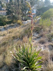 Tillandsia lajensis