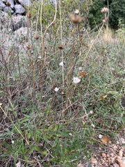 Wedelia acapulcensis