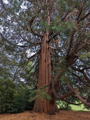 Sequoioideae