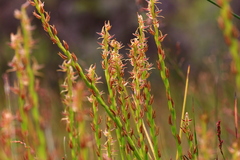 Prasophyllum drummondii