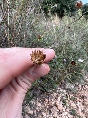 Wedelia acapulcensis