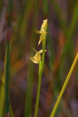Prasophyllum drummondii