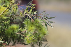 Melaleuca nervosa