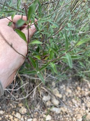 Wedelia acapulcensis