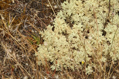 Pulchrocladia ferdinandii