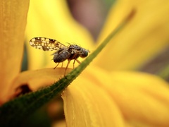 Austrotephritis poenia