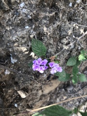Lantana montevidensis