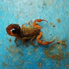 Rhopalurus laticauda