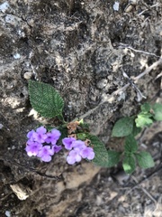 Lantana montevidensis