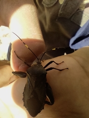 Pachylis laticornis