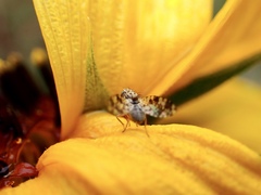 Austrotephritis poenia