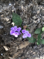 Lantana montevidensis