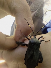 Pachylis laticornis