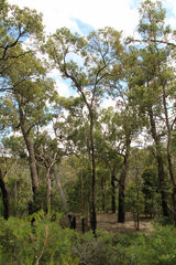Corymbia calophylla