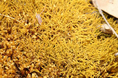 Triquetrella papillata