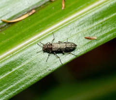 Chalcodryidae