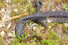 Varanus rosenbergi