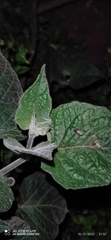 Munnozia