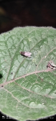 Munnozia
