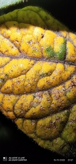 Munnozia