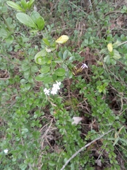 Duranta triacantha