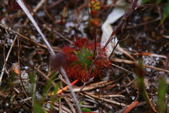 Drosera nitidula