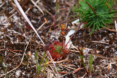 Drosera nitidula