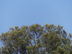 Pitangus sulphuratus