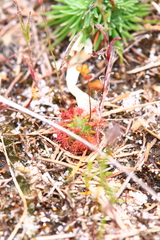 Drosera nitidula